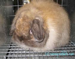 lop eared rabbits five lopped rabbit breeds are accepted by