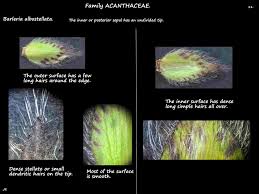 Image result for Barleria albostellata