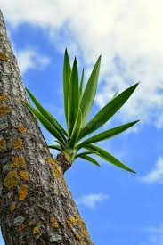 Image result for Dracaenaceae