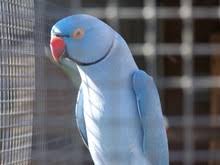 Image result for Cobalt Ringneck