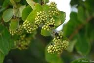 Image result for Crossopteryx