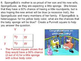 Spongebob is heterozygous for his square shape (ss), but spongesusie is round (ss). Bikini Bottom Genetics Ppt Video Online Download