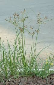 Image result for Cyperus nduru