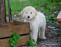 Truffles and romeo expecting a new litter of mini july 1st,2021. View Ad Goldendoodle Puppy For Sale Near Ohio Archbold Usa Adn 93282