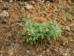 Image result for Polygala erioptera