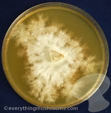 Image result for Coprinus comatus