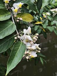 Image result for Hiptage