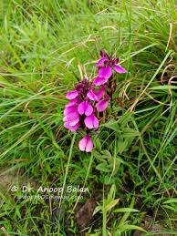 Image result for Brachycorythis buchananii