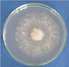 Image result for Botrytis cinerea