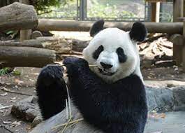 729 tykkäystä · 11 puhuu tästä. ãƒ'ãƒ³ãƒ€ãƒ—ãƒ­ãƒ•ã‚£ãƒ¼ãƒ« ä¸Šé‡Žå‹•ç‰©åœ'ã®ã‚¸ãƒ£ã‚¤ã‚¢ãƒ³ãƒˆãƒ'ãƒ³ãƒ€æƒ…å ±ã‚µã‚¤ãƒˆ Ueno Panda Jp