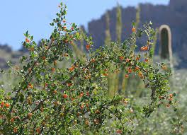 We did not find results for: Top 10 Bird Plants In Central Arizona Audubon Arizona