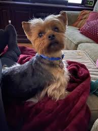 Find all the information for linda's pet grooming, that provides pet grooming in reno, nv 89506. Kristi S Pet Grooming 12 Photos 47 Reviews Pet Groomers Downtown Reno Nv United States Phone Number