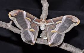 The World Of Moths Evangelical Focus