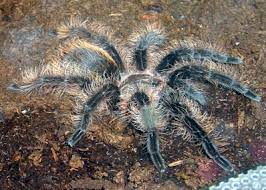 Curly hair tarantula do not like or need artificial light. Z Out Of Stock Brachypelma Albopilosum Curly Hair Tarant