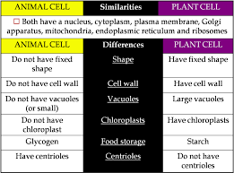 clipart resolution 1518 1130 comparison chart of plant and