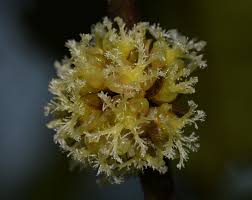 Image result for Peraceae