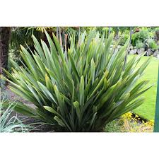 Image result for Phormium