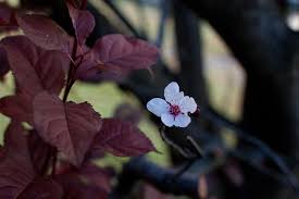 This one out of many photographs i took of the purple leaf plum tree in my backyard. Purple Leaf Plums More Than A Pretty Leaf Steemit