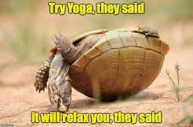 Yoga Funny Beginningyoga Turtles Funny Big Turtle Box Turtle
