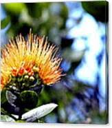 Image result for Lellingeria oosora