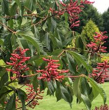 Ohio buckeye is a member of the hippocastenaceae, the horse chestnut family. The Ultimate Guide To Buckeye Tree Plants Getrather Com
