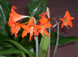 Image result for Hippeastrum sp. cultivars