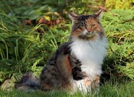The magic of the internet. 60 Norwegian Forest Cat Colors Patterns With Pictures Excited Cats