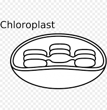 Printable labeled and unlabeled animal cell diagrams with list of. Animal Cell Diagram Unlabeled Chloroplast Black And White Png Image With Transparent Background Toppng