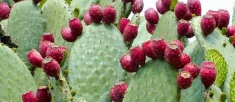 The Prickly Pear Cactus Produces Energy - Sparta Capital