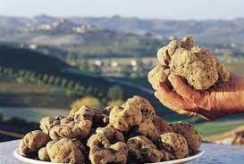 Beli Tartufi Rastejo V Slovenski Istri Skozi Vse Leto White Truffles Grow In Slovenian Istria Throughout The Italian Truffles Most Expensive Food Truffles