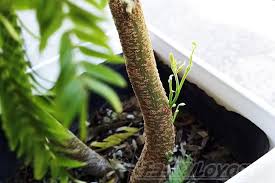 エバーフレッシュ Fresh Fresh 枯れかけ寸前の鉢なのに 買ってしまった最大の理由とは Oyageeの植物観察日記