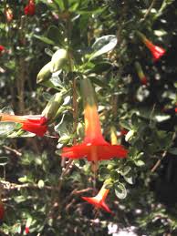 Image result for Cantua