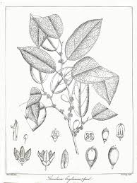 Image result for Strombosia