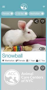 See photos of available pets and visit us today. Acc Of Nyc For Android Apk Download