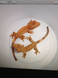 Some New Crested Geckos I Got Crested Gecko Reptiles And Amphibians Gecko