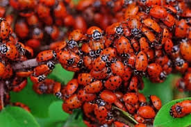 The simplest and most direct way to get rid of. What Is The Difference Between The Lady Bug Asian Beetle Spectrum Pest Control