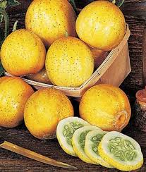 Image result for Cucumis sativus