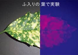 赤く光る緑の葉 自由研究におすすめ 家庭でできる科学実験シリーズ Ngkサイエンスサイト 日本ガイシ株式会社