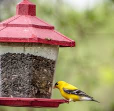 Gently bathe your lovebirds two or three times a week, either by offering them a bowl full of warm water, or by gently misting them with warm water from a clean spray bottle. Canadian Wildlife Federation Birds
