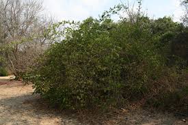 Image result for Strophanthus amboensis