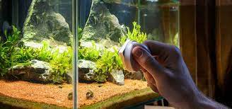 How to remove algae from a fish tank. How To Get Rid Of Algae Tropical Fish Hobbyist Magazine