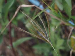 Image result for Dichanthium
