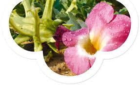 Image result for Harpagophytum procumbens