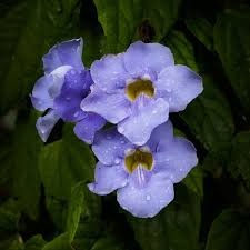 Image result for Thunbergia gossweileri