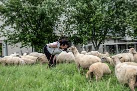 Les métiers du passé et les saveurs d'antan seront à l'honneur pour cette nouvelle édition de la ferme géante. Nos Idees Sorties A La Ferme En Ile De France