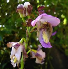 Image result for Eulophia horsfallii