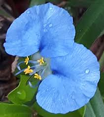 Image result for Commelina hockii