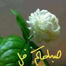 19 صور صباحية جديدة ورائعة مداد الجليد Beautiful Morning Jesus Images Beautiful Women Faces