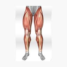 As a result the physician will be able to provide you with exact medication based on the report and thus, you will be to. Diagram Illustrating Muscle Groups On Front Of Human Legs Sticker By Stocktrekimages Redbubble
