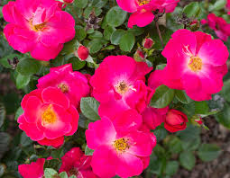 We did not find results for: Pink Brick House Star Roses And Plants
